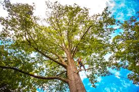 Best Tree Maintenance Programs  in Mathis, TX