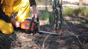 Best Seasonal Cleanup (Spring/Fall)  in Mathis, TX