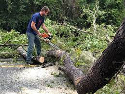 Best Tree Preservation Services  in Mathis, TX