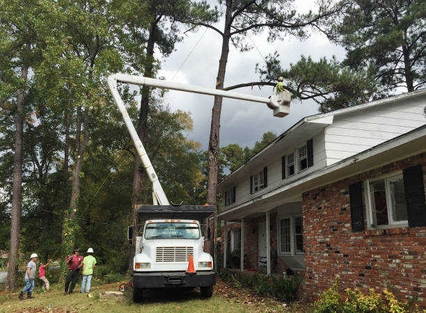 How Our Tree Care Process Works  in  Mathis, TX