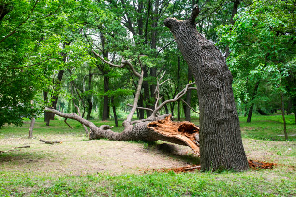 Best Lot and Land Clearing  in Mathis, TX